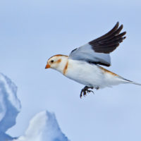 Sur les traces du bruant des neiges avec David Grémillet,  directeur de recherche au Centre d’études biologiques de Chizé.