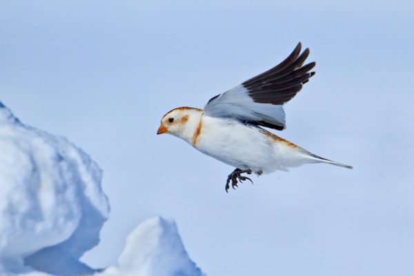 David Grémillet rencontre matoulu