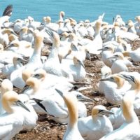 A la découverte des fous de Bassan avec David Grémillet,  directeur de recherche au Centre d’études biologiques de Chizé.